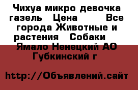 Чихуа микро девочка газель › Цена ­ 65 - Все города Животные и растения » Собаки   . Ямало-Ненецкий АО,Губкинский г.